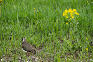 A bird stands on a meadow near a puddle