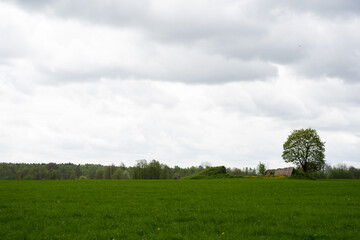 a large green meadow in the countryside in early spring where the leaves of the trees have just blossomed and there are beautiful thick clouds above the trees