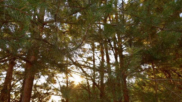 4k stock video video background of many tall old green pine tree branches isolated on sunny sunset sky backdrop with soft sparkling evening sun light through foliage