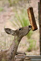 close up of a deer licking