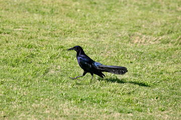 blackbird on a grass
