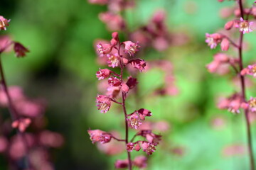 Fototapeta premium Blühende Purpurglöcken in einem Beet