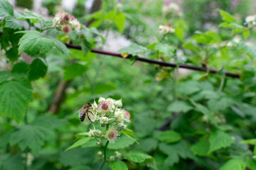 The bee collects pollen to make honey on raspberry flowers