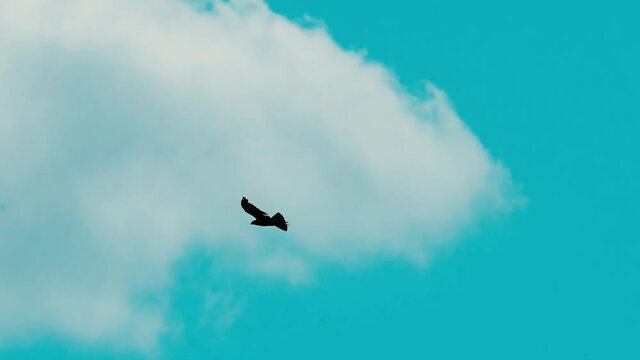 Silhouettes of a wild bird flying in the blue sky in slow motion. Bird watching. Wild nature background. Freedom concept.