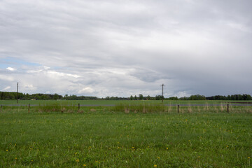 Fototapeta na wymiar meadow in the countryside with green grass and flowering yellow dandelions where electricity poles and a fence can be seen in the distance