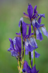 Sibirische Schwertlilie, auch Wiesen-Schwertlilie (Iris sibirica)