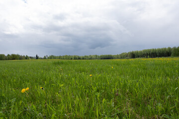yellow dandelions in a green lava on a rainy spring day