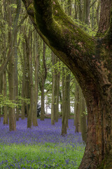 Lovely soft Spring light in bluebell woodland with vibrant colors and dense beech trees landscape