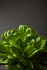 lettuce leaves on a dark background