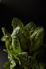 lettuce leaves on a dark background