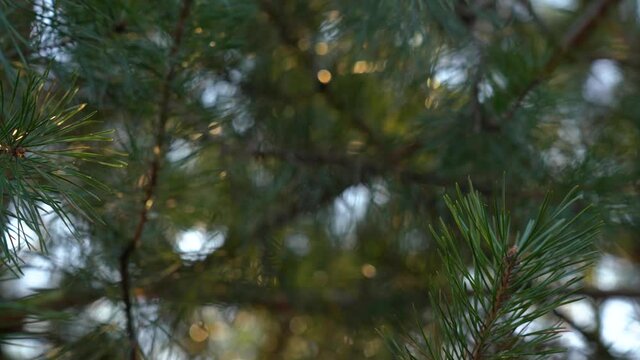 Blurry abstract 4k video background of defocused green pine trees branches isolated on sunny sunset sky backdrop with soft sparkling evening sun light through foliage