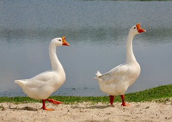 group of geese on the beach