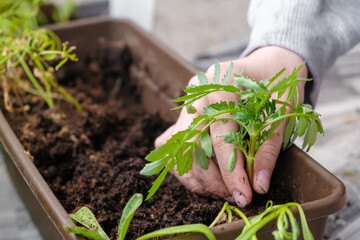 Close up woman hands transplanting flowers on the balcony. 