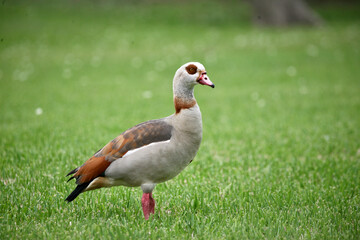 goose on the meadow