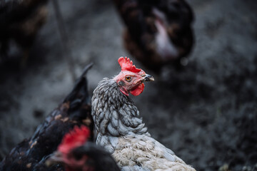 Portrait of chicken in crowded barn with fog