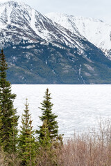 Tutshi Lake, evergreen trees and mountains in British Columbia