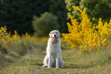 Large yellow labrador dog sitting in a field of flowers outside