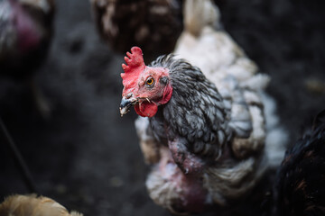 Portrait of chicken in crowded barn with fog