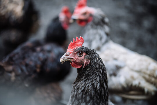 Portrait of chicken in crowded barn with fog