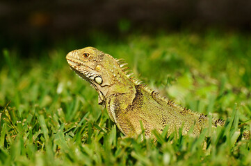 Green Iguanas in Aruba