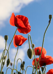 Obraz premium Beautiful red poppies field in springtime landscape
