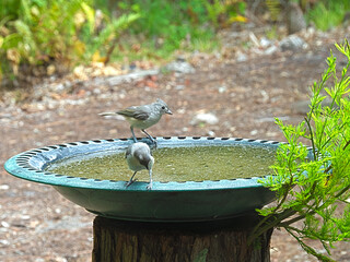 HDR TUFFTED TITMOUSE MALE & FEMALE 3