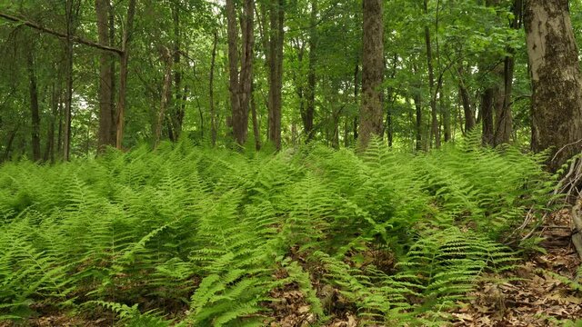 Ferns and trees in morning forest light