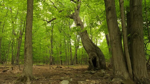 Grand old maple tree in a forest