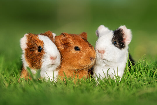 Three little guinea pigs sitting in a row outdoors in summer