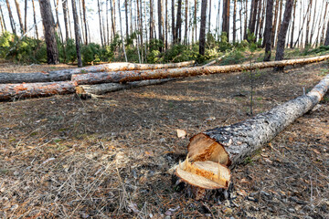 Felling big coniferous pine tree logs at forest landscape. Industrial commercial deforestation. Nature disaster and environment danger concept. Sustainable resources illegal overexploitation crime