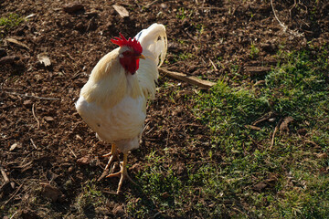 white rooster on the farm
