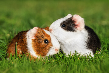 Two lovely guinea pig babies together in summer