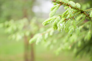 Tender fresh twigs of spruce and pine in drops of rain and dew in the park on a spring sunny day. High quality photo