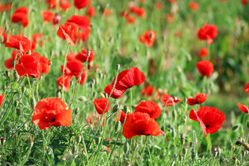 Beautiful red poppies field in springtime landscape