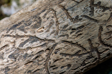 Interesting, unusual natural patterns and texture of worm wood. Close up view of tunnels created by insects in a branch. 