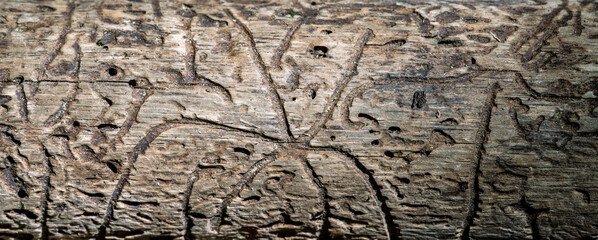 Close up view of worm wood, tunnels created by insects in a branch. Interesting unusual natural patterns and texture.