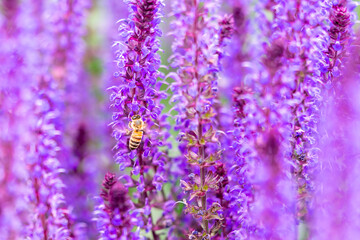 A bee lands on beautiful, soft focus stems of purple flowers 