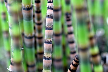 Gestreifte Stängel eines Riesenschachtelhalms