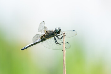 A beautiful scarce chaser dragonfly hanging on a reed stalk in Brandenburg, Germany