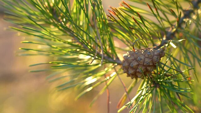 Close up view 4k stock video footage of cute young spring pine cone growing on branches of pine tree outdoors in sunny sunset forest