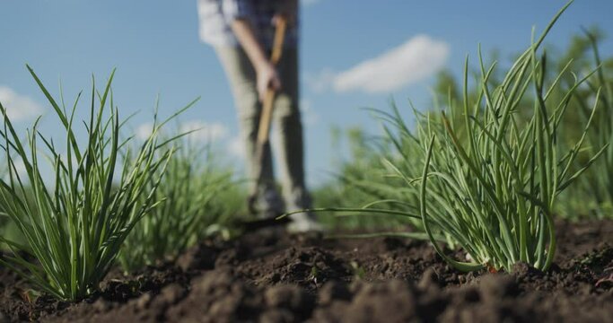 Female farmer missing weeds on a bed