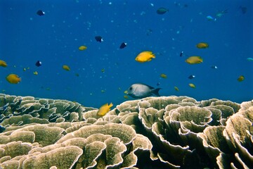 Healthy coral reef in Gili Air Island, Lombok, Indonesia. 