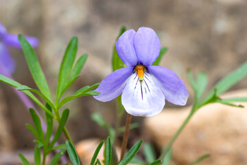A purple Crow's Foot Violet, Viola pedata, close up with a soft focus background. Also called...