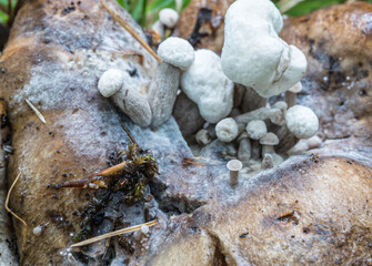 Fungus growing out of the top of a decaying mushroom. Little white fuzzy mushrooms sprout from the top of an older mushroom