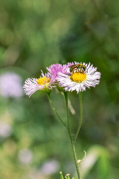 A bright green, iridescent bee rests on a pink flower with a yellow center with a soft focus green background. Concepts of pollinators and wildflowers 