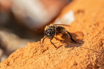 Close-up of a sharp-collared furrow bee