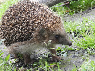 hedgehog in the grass