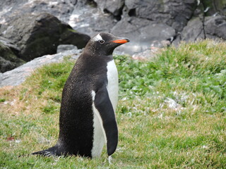 Avistamiento de Pygoscelis papua en Kerguelen 