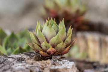 Fototapeta premium Close-up of a sempervivum in a garden