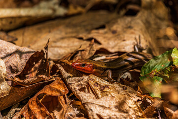 Lizard in Leaves